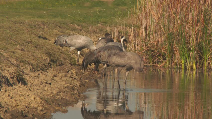 Cranes Drink In Autumn Wetlands Crane Migration Central Europe
