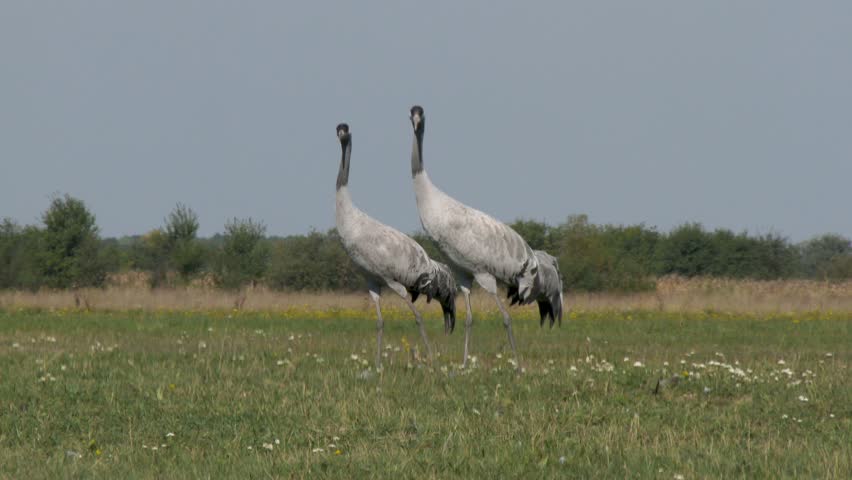 Cranes - Close Up, Hungary, Central Europe