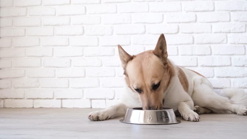 Cute mixed breed dog eating from the bowl at home lying on the floor, white brick wall background Royalty-Free Stock Footage #1100686581