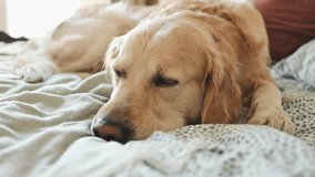 Golden retriever dog resting lying in bed and close its eyes. Purebred pet doggy labrador napping sleeping at home - Powered by Shutterstock - Get 15% off with code: PIKWIZARD15