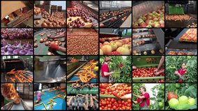 Sustainable Agriculture and Food Production - Multi Screen Video. Postharvest Handling of Apples. Carrot Processing in Packing House Facility. Commercial Tomato Production. Onions Sorting and Grading.