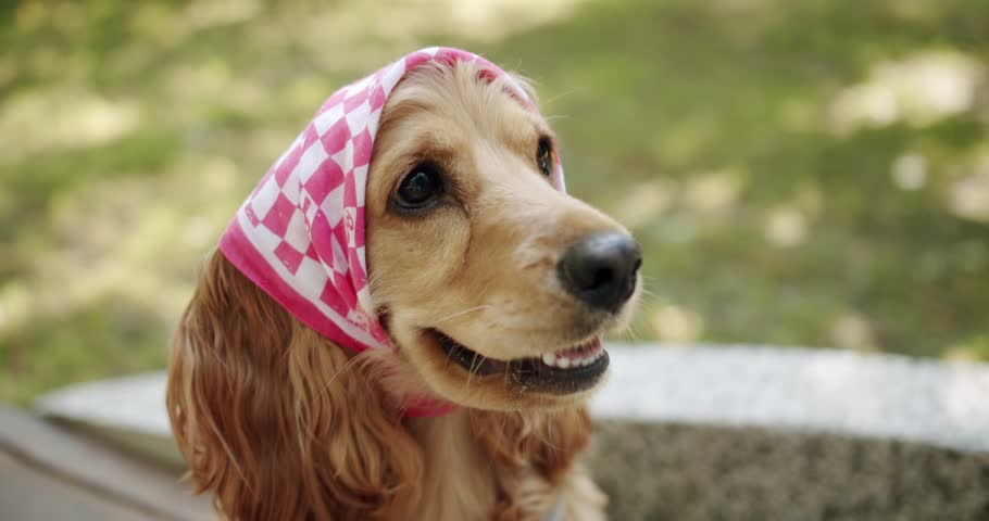 Woman gives a portion of food to the obedient dog. weekend picnic. Adorable Beauty Pet. A beautiful brown haired dog is sitting on the street. English cocker spaniel rests outdoors.young pretty animal | Shutterstock HD Video #1100695903