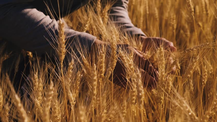 Farmer female hand touches the golden ear wheat, wheat field farm, caresses ears wheat grains, concept natural agriculture, summer harvest, farm agricultural industry, touch golden ears barley field Royalty-Free Stock Footage #1100697323