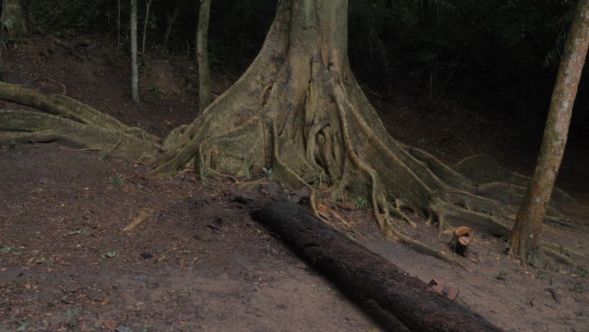 Fig tree, huge tree with big roots