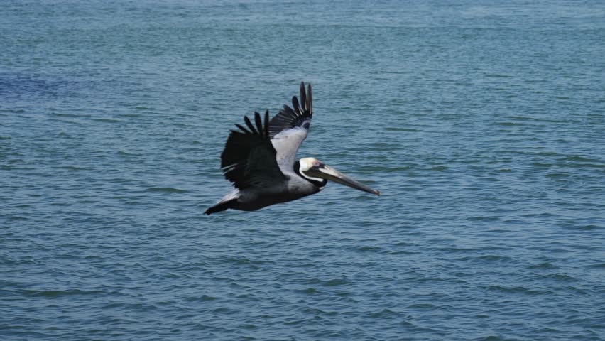 Three beautiful slow motion clips of a brown pelican flying over water and making a turn.