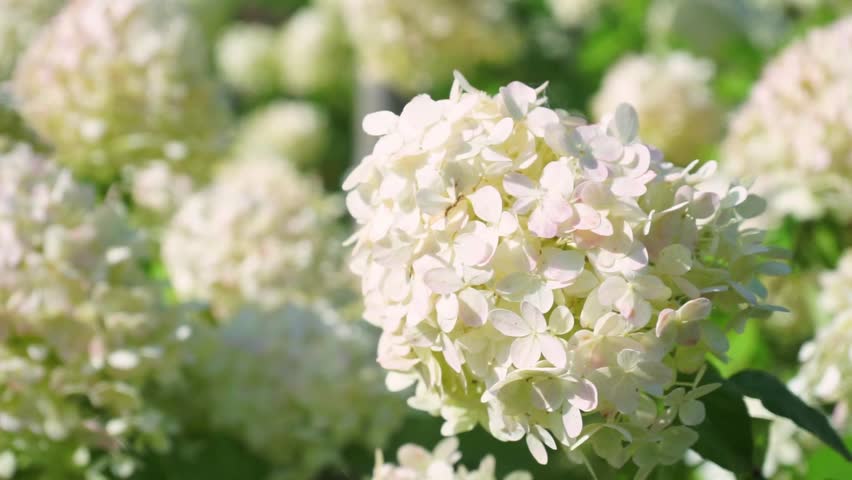 Wonderful blooming white Hydrangea arborescens or smooth hydrangea, in a garden swinging with wind in sunny day. Floral, flower background Royalty-Free Stock Footage #1100702171