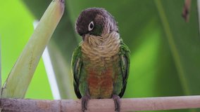 this video Green-cheeked Parakeet so cute on the tree