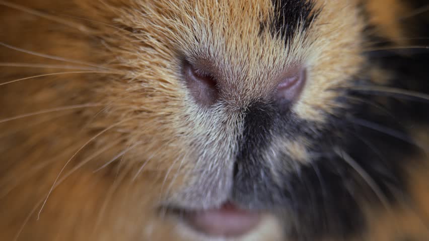 Cute little face of a red guinea pig. The guinea pig. The rodent