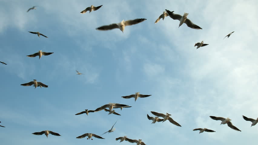 Seagulls are flying and catching thrown bagels in the sky in slow motion