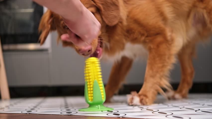 Nova Scotia Duck Tolling Retriever chewing rubber dog toy, suction cup chew toy, rubber corn. happy pet dog plays on the floor in the house. Toller dog chew toy. slow motion. 4K. Royalty-Free Stock Footage #1100705275