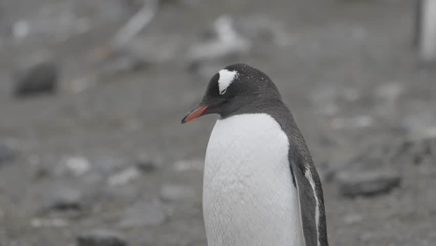 Gentoo Penguin colony, adult bird, South Shetland Islands
Antarctica Gentoo Penguin wildlife, February 2023
