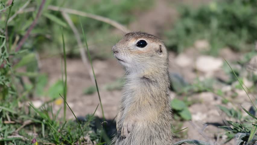 Ground squirrel Spermophilus pygmaeus standing in the grass. Close up.