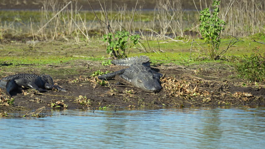 American alligators enjoying the heat from the sun on the bank of the lake in Florida