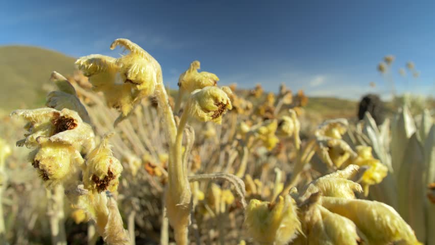 
Frailejón trees and flowers in the heights of the páramo in an environmental reserve zone for the production of water in the high mountains of the Andes in Colombia where there is high biodiversity