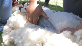 Farmer shearing a sheep with shears in the traditional way amidst growing grass