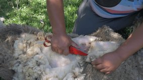 Farmer shearing a sheep with shears in the traditional way amidst growing grass