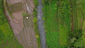 Bird eye drone shot of water flow on the rocky river on the middle of plantation - Asia