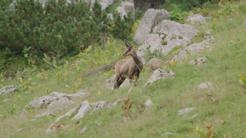 Close up of Chamois and cubs standing on a meadow high up in the mountains. (4K)