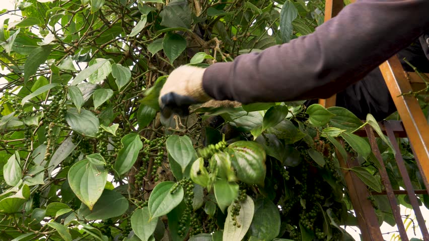 Hands of a person cultivating and plucking back fresh green pepper peppercorns from the tree
