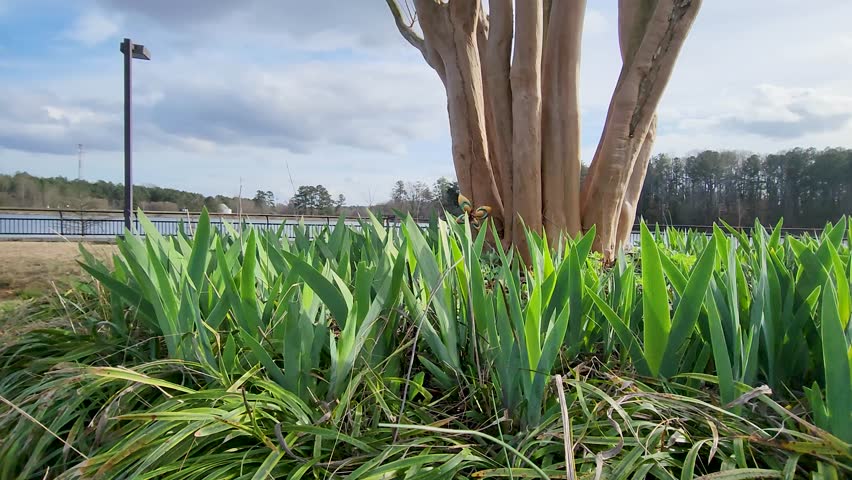 Low angle footage along lush green leaves around a smooth tree and a bench surrounded by lush green grass in front of a rippling blue lake at Rhodes Jordan Park in Lawrenceville Georgia USA