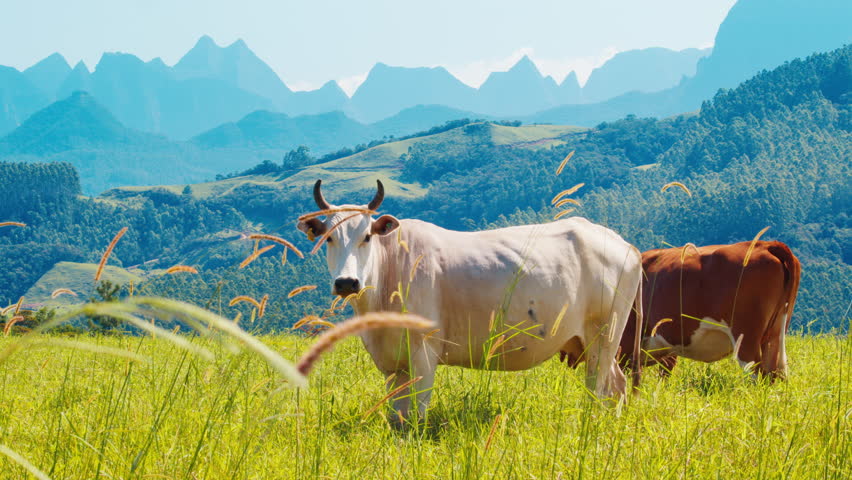 Cows in mountains. Herd of cows graze in the pristine green hill with mountains on the background. Brazilian highlands of Santa Catarina state near Urubici town. Brazilian eco friendly farming | Shutterstock HD Video #1100720319