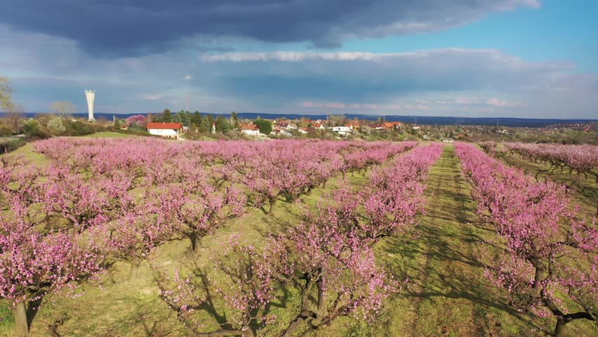 Peach blossoms blooming in the suburbs of Budapest 
