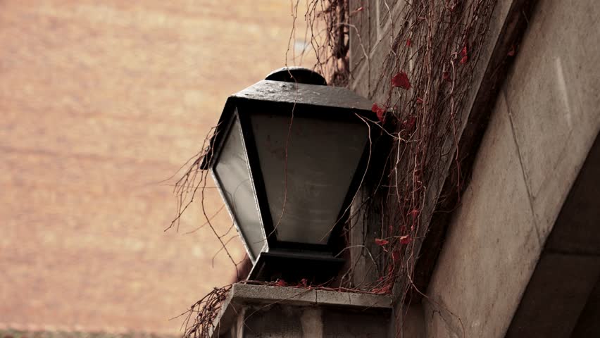 Retro wall lantern overgrown with creeping ivy with dry autumn stems