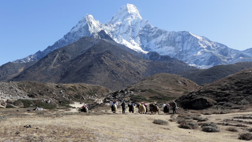 Yaks walking towards the base camp of Ama Dablam with a beautiful view to the mountain Royalty-Free Stock Footage #1100724763