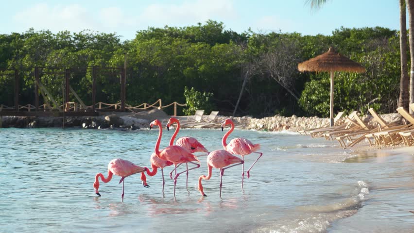Happy pink flamingos on a beach in Aruba in the Caribbean at sunset