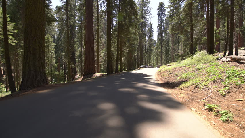 Sequoia National Park Driving Plate Crescent Meadow Rd Westbound 08 Fallen Log In Sierra Nevada Mts California