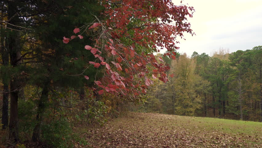 Autumn Leaves at Jeff Busby Site, Little Mountain trail and summit Road. Natchez Trace site named after U.S. Congressman Thomas Jefferson Busby who authorized survey of Old Natchez Trace. red leaves