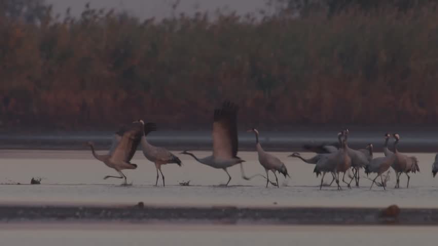 Cranes In Flight Birds Fly Flying slow motion image