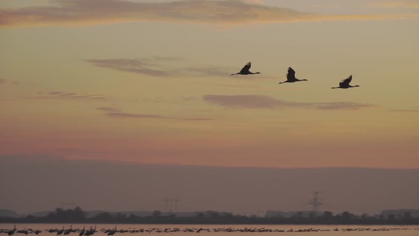 Cranes Flying In Formation Flight Migratory Bird Grus Grus