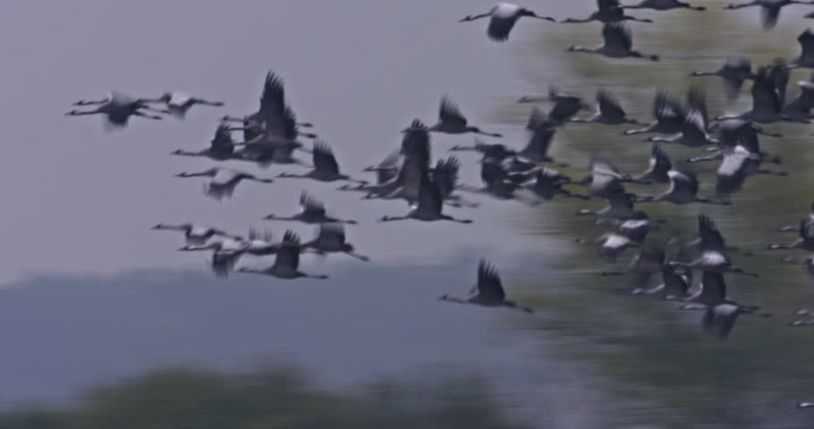 Cranes Flying In Formation Flight Migratory Bird Grus Grus