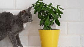 Pet and houseplant. Grey striped domestic cat sitting near the house plants. Video for veterinary clinics, sites about cats, for cat food. Kitten and home flower in a pot. Animals and home flowers
