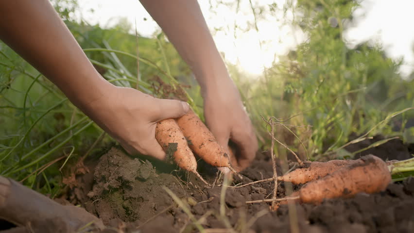 Close up of farmer man hands worker picking pulling out fresh carrots. Gardener at sunset field. Farming harvesting, Farm Harvest Crop concept. Natural food organic fresh vegetables. Agribusiness. | Shutterstock HD Video #1100746385