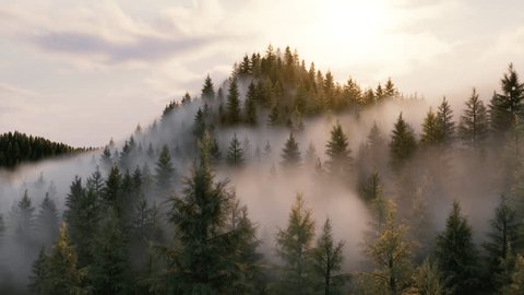Flight through a coniferous forest in the fog with bright sunlight, Aerial view 3d render – Video có sẵn