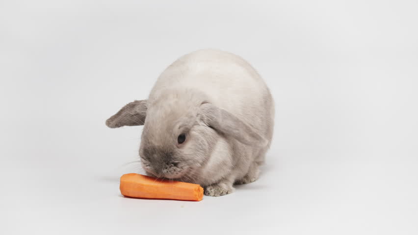 Rabbit eats a carrot in slow motion. Gray lop-eared, dwarf rabbit.