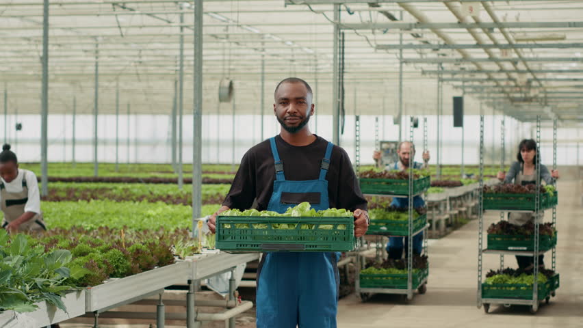 Portrait of confient african american farm worker holding crate with lettuce production ready for delivery. Organic food grower farmer holding bio vegetables grown without pesticides in greenhouse.