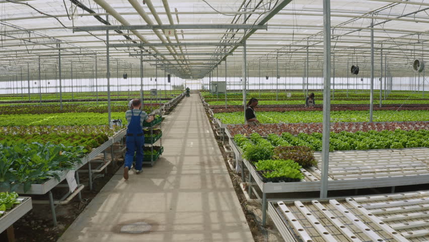 Two diverse greenhouse workers pushing racks with crates of organic fresh vegetables ready for delivery to local stores and supermarkets. Team of lettuce pickers working hard in hydroponic enviroment Royalty-Free Stock Footage #1100749927