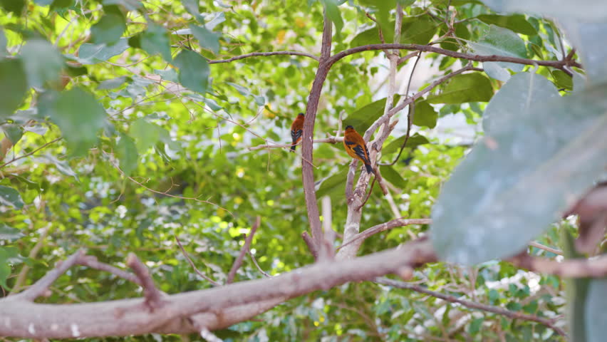 Colorful birds perched on a branch