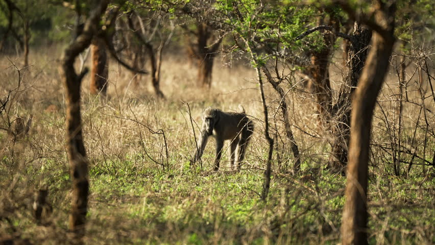 Wide shot of a baboon grazing in the grassland of the African bush