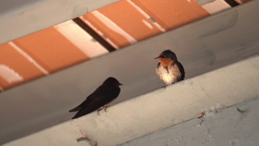Barn Swallow Couple Resting and Pooping - Static