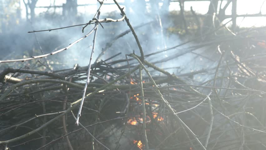 Bonfire in the woods, fire close-up. Close-up burning bonfire. Bonfire in woods, close-up | Shutterstock HD Video #1100755451