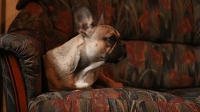 Brown French Bulldog puppy on sofa. The dog feeling comfort. High quality video