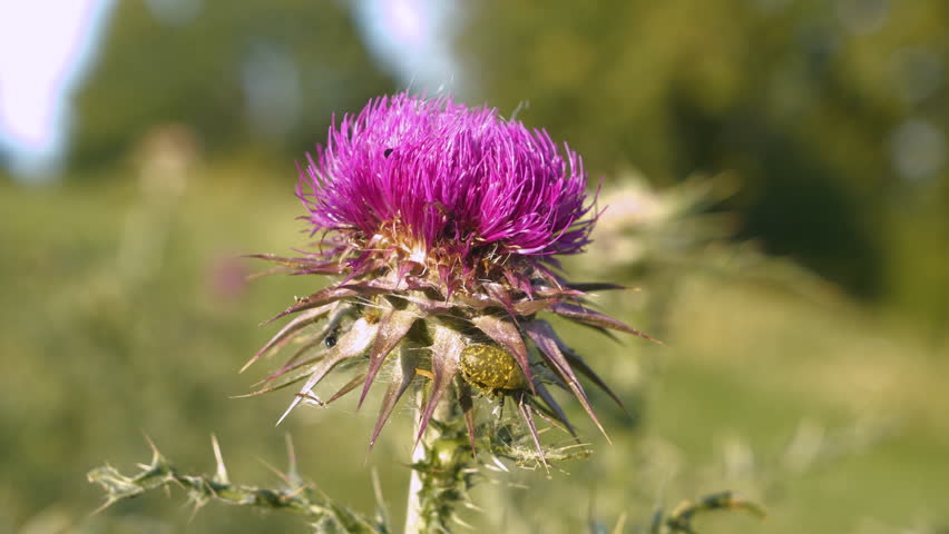 DOF, CLOSE UP: Vibrant purple blossom of Silybum marianum with visiting insects. Lively happenings of flora and fauna in the summertime. Blooming spiky blessed milk thistle in summer herb garden.
