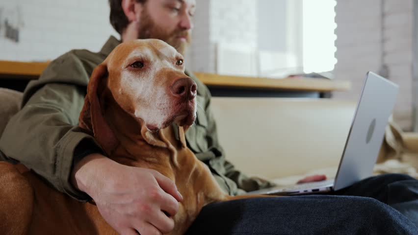 Close-up of the face of an old hunting dog, who is sitting on the couch next to his freelancer owner while he is working on a laptop. A happy old gray-haired dog in a cozy warm house. High quality 4k Royalty-Free Stock Footage #1100758713