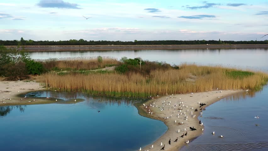 birds flying across a lake , and drink water