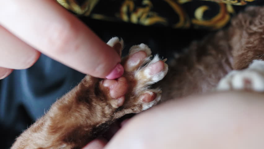 Closeup of a woman finger touching pink pads of a Devon Rex cat paw. High quality 4k footage Royalty-Free Stock Footage #1100762019