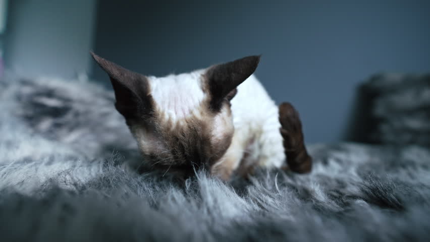 Tabby pointed Devon Rex cat licking and grooming herself on a bedroom bed. High quality 4k footage Royalty-Free Stock Footage #1100762021